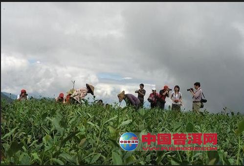 普洱茶