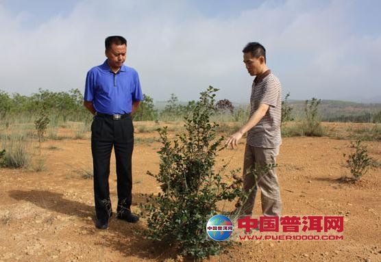 普洱茶