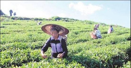 普洱茶