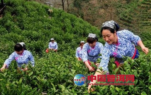 普洱茶