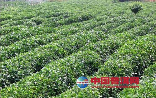 <u><a href='http://www.puer10000.com/puerzhishi/32854.html' target='_blank'>ն<u><a href='http://www.puer10000.com/puerzhishi/100997.html' target='_blank'></a></u></a></u>