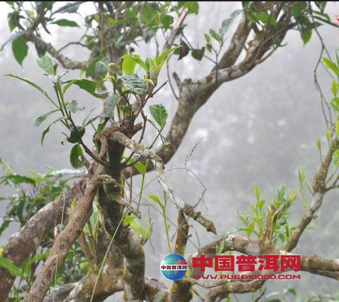 <u><a href='http://www.puer10000.com/puerzhishi/32854.html' target='_blank'>ն<u><a href='http://www.puer10000.com/puerzhishi/100997.html' target='_blank'></a></u></a></u>
