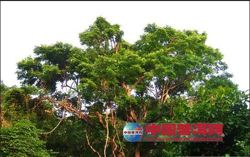 <u><a href='http://www.puer10000.com/puerzhishi/32854.html' target='_blank'>ն<u><a href='http://www.puer10000.com/puerzhishi/100997.html' target='_blank'></a></u></a></u>