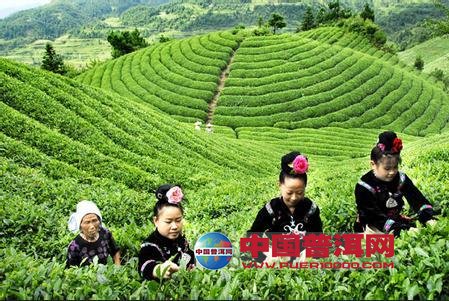 普洱茶