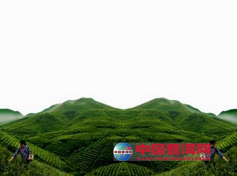 普洱茶