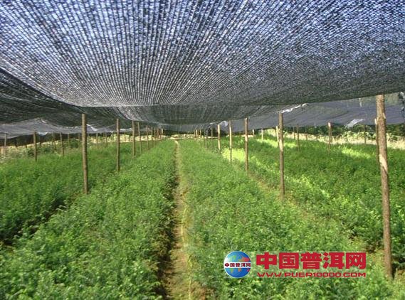 普洱茶