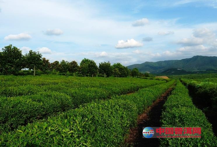 普洱茶