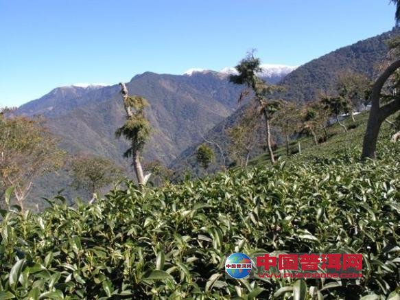 普洱茶