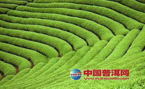 普洱茶