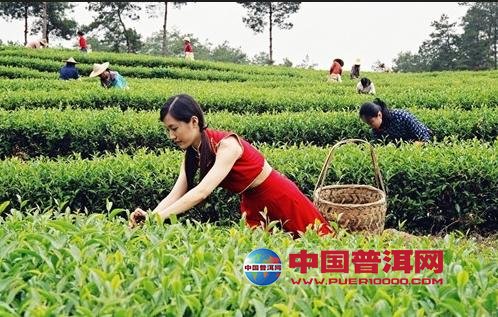 普洱茶