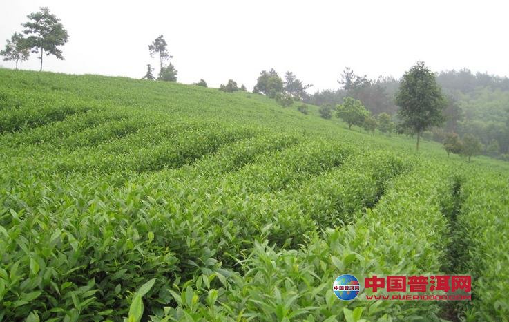 <u><a href='http://www.puer10000.com/puerzhishi/32854.html' target='_blank'>ն<u><a href='http://www.puer10000.com/puerzhishi/100997.html' target='_blank'></a></u></a></u>