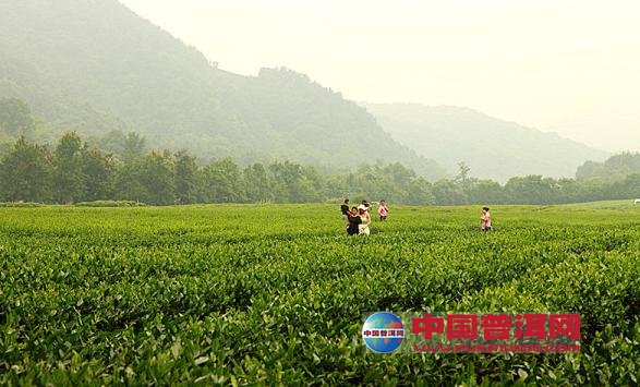 普洱茶