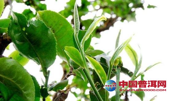普洱茶