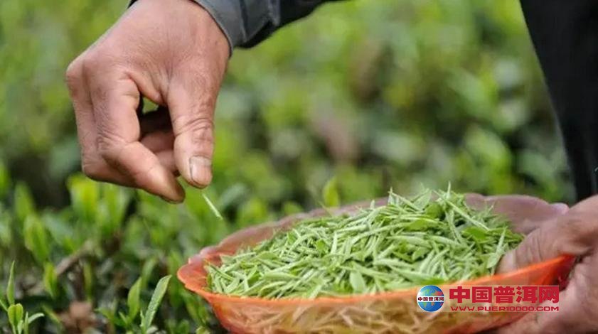 普洱茶