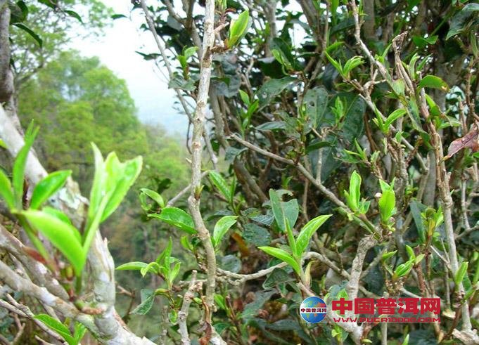 普洱茶