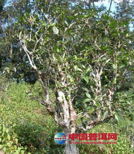 普洱茶