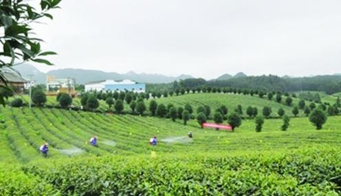 普洱茶
