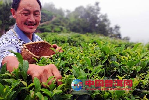 普洱茶