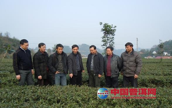 普洱茶