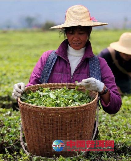 普洱茶