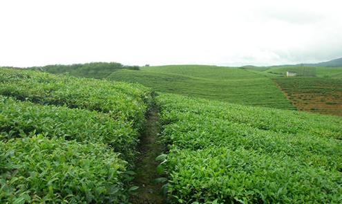 普洱茶