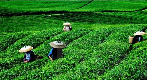 普洱茶