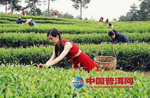 普洱茶