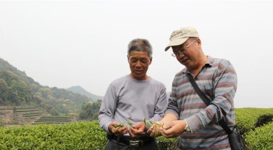 普洱茶