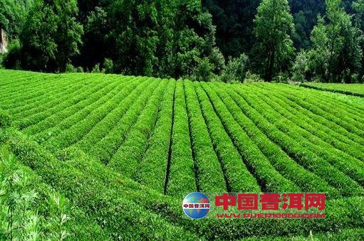普洱茶