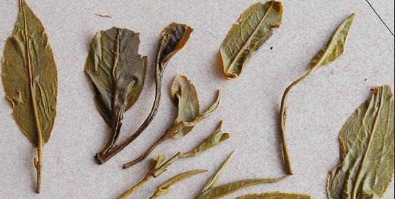 普洱茶