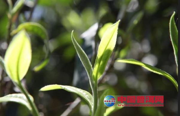 普洱茶