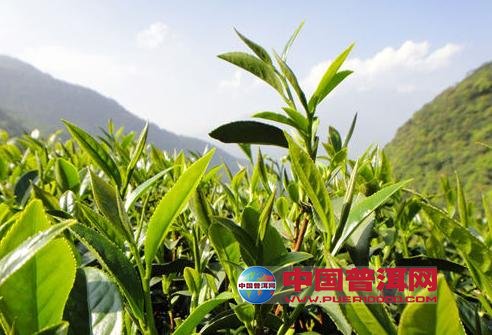 普洱茶