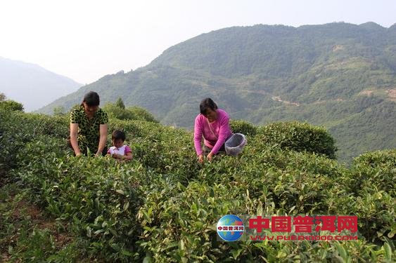 普洱茶