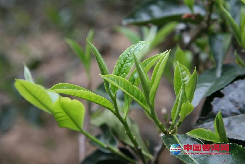 <u><a href='http://www.puer10000.com/puerzhishi/32854.html' target='_blank'>普洱<u><a href='http://www.puer10000.com/puerzhishi/100997.html' target='_blank'>茶</a></u></a></u>