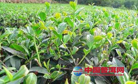 普洱茶