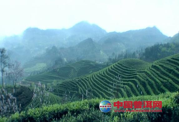 普洱茶