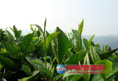 普洱茶