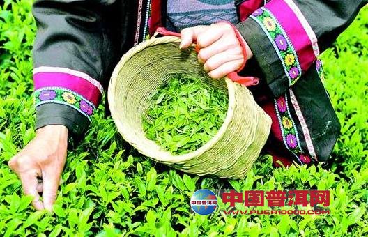 普洱茶