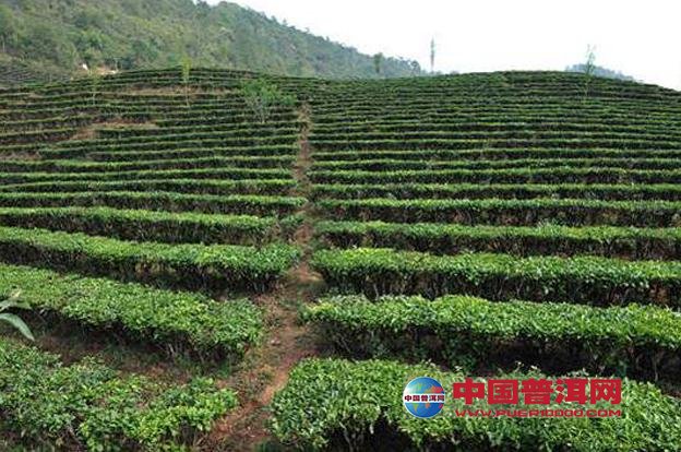 普洱茶