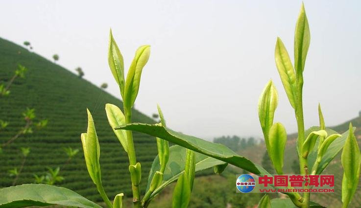 <u><a href='http://www.puer10000.com/puerzhishi/32854.html' target='_blank'>普洱<u><a href='http://www.puer10000.com/puerzhishi/100997.html' target='_blank'>茶</a></u></a></u>