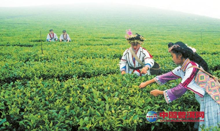普洱茶