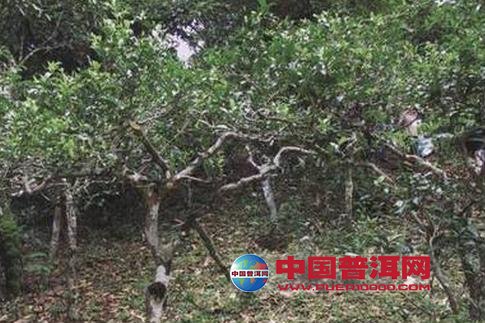 普洱茶