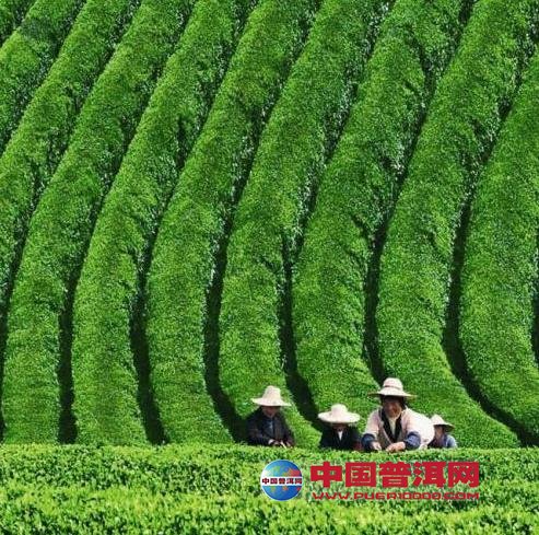 普洱茶
