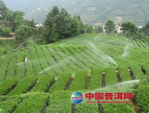 普洱茶
