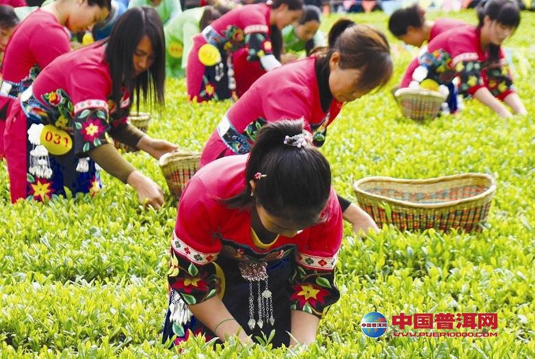 普洱茶
