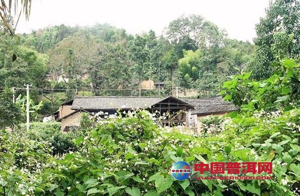普洱茶