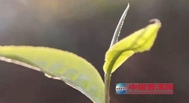 <u><a href='http://www.puer10000.com/puerzhishi/32854.html' target='_blank'>普洱<u><a href='http://www.puer10000.com/puerzhishi/100997.html' target='_blank'>茶</a></u></a></u>