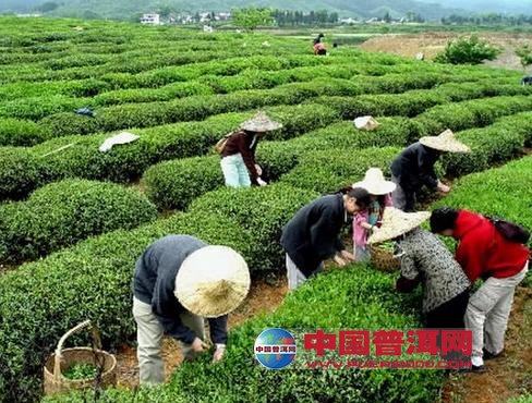普洱茶