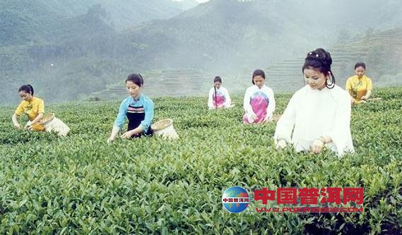 普洱茶