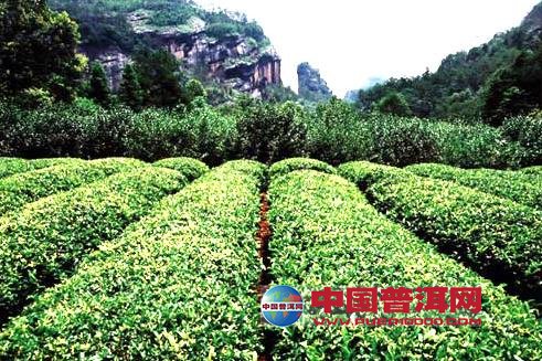 <u><a href='http://www.puer10000.com/puerzhishi/32854.html' target='_blank'>普洱<u><a href='http://www.puer10000.com/puerzhishi/100997.html' target='_blank'>茶</a></u></a></u>